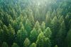Foto: Wald